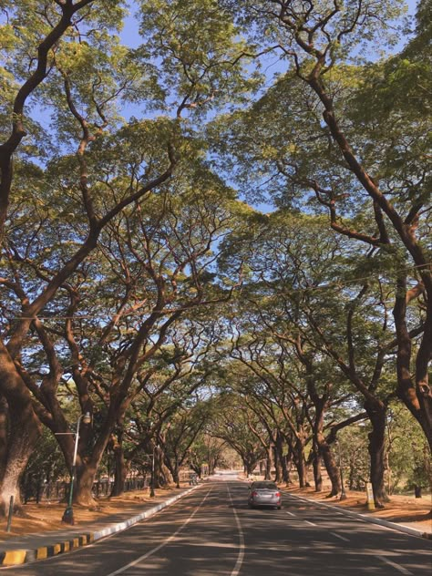 Visited one of the greatest campus in the Philippines, UP Diliman.