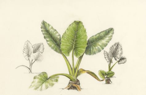 Ape/Elephant Ear. Alocasia macrorrhiza. These illustrations by Wendy Hollender appear on signage at the National Tropical Botanical Garden on Kauai to illustrate the canoe plants in their gardens. Elephant Ears Garden, Elephant Face Drawing, Alocasia Macrorrhiza, Tropical Botanical Garden, Hawaiian Plants, Botanical Tattoos, The Botanist, Illustrated Quotes, Bullet Journal 2020