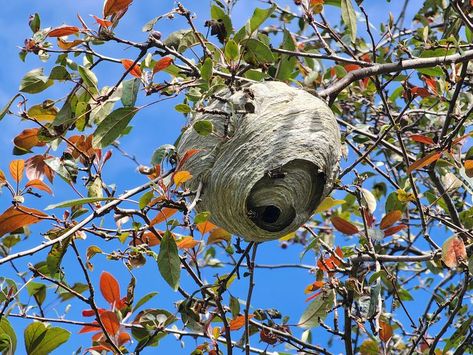 Homemade Wasp Trap, Wasp Sting Remedy, Wasp Spray, Get Rid Of Ticks, Get Rid Of Wasps, Wasp Trap, Plants That Repel Bugs, Wasp Stings, Get Rid Of Spiders