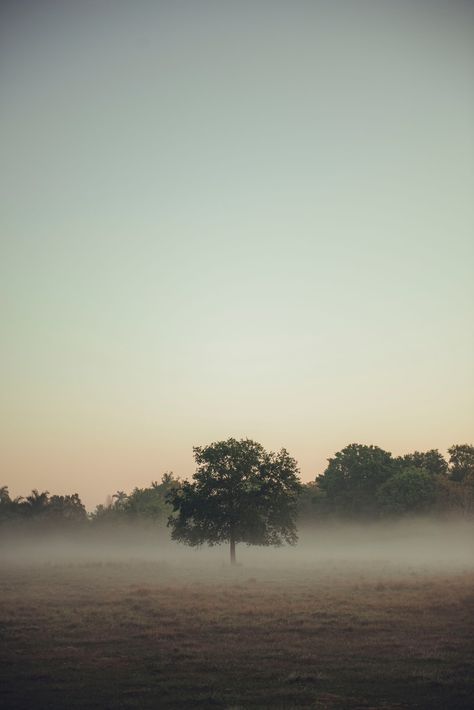 Early Morning Photography, Fog Images, Foggy Field, Pride And Prejudice Aesthetic, Misty Woods, Fog Photography, Foggy Landscape, Morning Photography, Spring Images