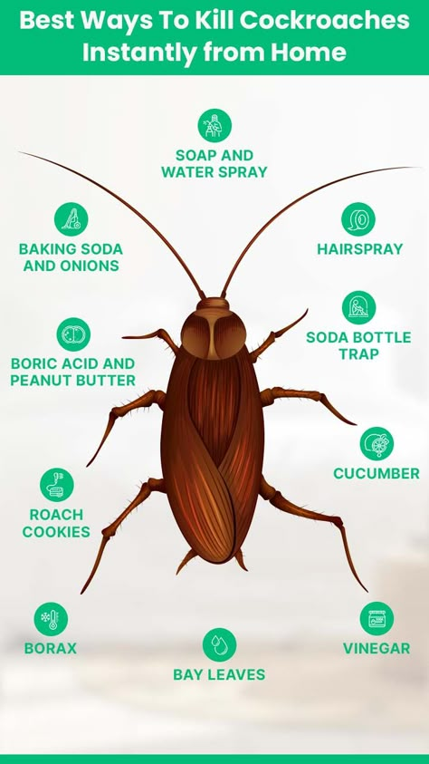 How to Get Rid of Cockroaches Instantly in 2024 | HiCare How To Get Rid Of Cockroaches For Good, Diy Cockroach Repellent, Get Rid Of Cockroaches Naturally, Cockroaches How To Get Rid Of Diy, How To Get Rid Of Roaches In The House, How To Get Rid Of Roaches For Good, How To Get Rid Of Roaches, How To Kill Cockroaches Fast, Roach Infestation How To Get Rid Of