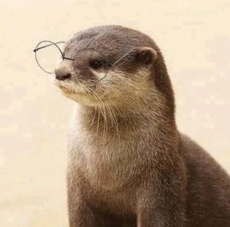 Otter Pfp, Otter Cute, Cute Otters, Otters Cute, Cute Ferrets, Baby Otters, River Otter, Cute Pfp, Sea Otter