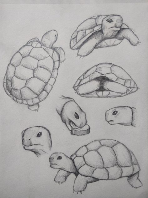 Tortoise Sketch Art, Turtle Reference Photo, Pictures Of Turtles To Draw, Simple Tortoise Drawing, Tortoise Line Art, Tortoise Drawing Easy, Tortoise Drawing Simple, Realistic Turtle Drawing, Turtle Drawings Easy