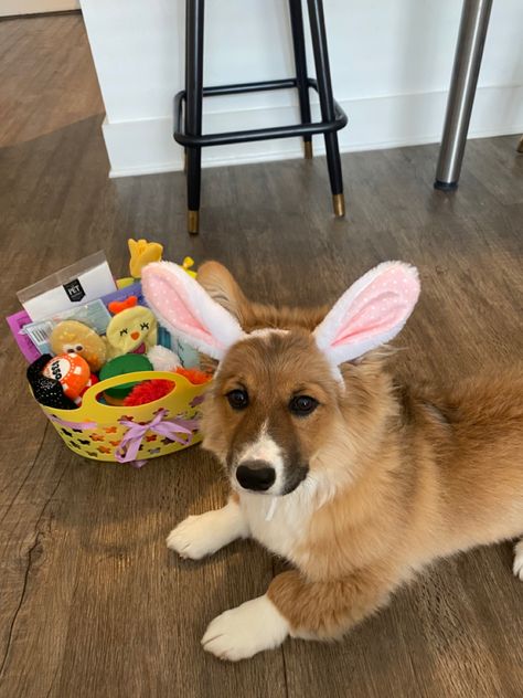 Corgi Easter basket puppy dog treats toys Doggy Easter Basket, Easter Basket For Dogs, Puppy Easter Basket, Easter Basket Ideas For Teens, Creative Easter Basket Ideas, Easter Dog Treats, Diy Easter Basket Ideas, April Mood Board, Dog Easter Basket