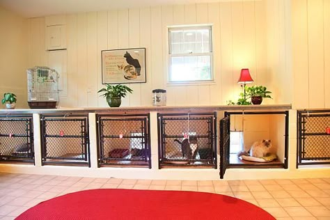 cat kennels for boarding | Cat Boarding. Love this. Just make them higher up so it's more ergonomic Cat Boarding Ideas, Cat Hotel Ideas, Cattery Ideas, Cat Daycare, Dog Boarding Ideas, Dog Boarding Facility, Dog Kennel Ideas, Dog Boarding Kennels, Boarding Kennels