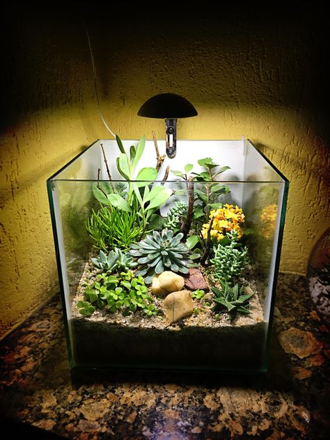 Floral Terrarium, Succulents Terrarium, Tank Terrarium, Aquarium Garden, Cactus Terrarium, Diy Succulent Terrarium, Fish Tank Terrarium, Diy Fish Tank, Beautiful Terrariums