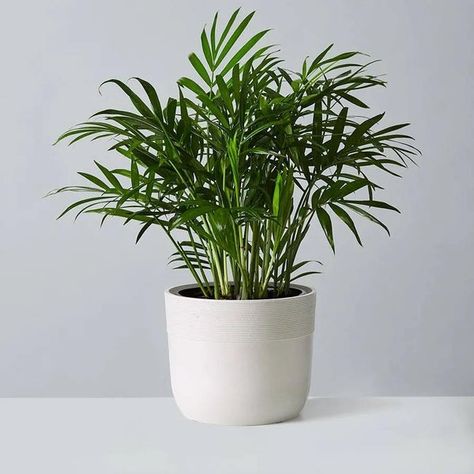 Plants For Low Light Indoors, Bamboo Palm Indoor, Mumbai Club, Parlour Palm, Red Wiggler Worms, Plants For Low Light, Low Light Houseplants, Day Gecko, Chamaedorea Elegans