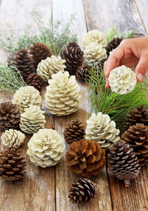 Make beautiful bleached pinecones in 5 minutes without bleach! Non-toxic & easy DIY pine cone craft, perfect for fall, winter, Thanksgiving & Christmas decorations! - A Piece of Rainbow #pinecones #pineconecrafts #diy #homedecor home decor ideas, #diyhomedecor #thanksgiving #christmas #christmasdecor christmas craft,s #christmasideas christmas decorations, #crafts #fall #winter #farmhouse #vintage #farmhousestyle farmhouse decor, wedding decor, #pinecones pinecone crafts, fall, winte Bleached Pinecones, Pine Cone Art, Diy Pinecone, Pine Cone Decorations, Cones Crafts, Easy Christmas Decorations, Pine Cone Crafts, Pine Cone, Easy Diy Crafts