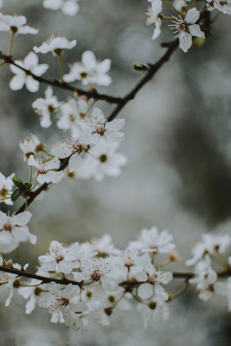 Cherry Blossoms Pictures, White Blossom Tree, Cherry Blossom Images, Grayscale Photography, Suit Of Swords, Cherry Blossom Pictures, Photography Of Flowers, Iphone Wallpapers Hd, Red Cherry Blossom