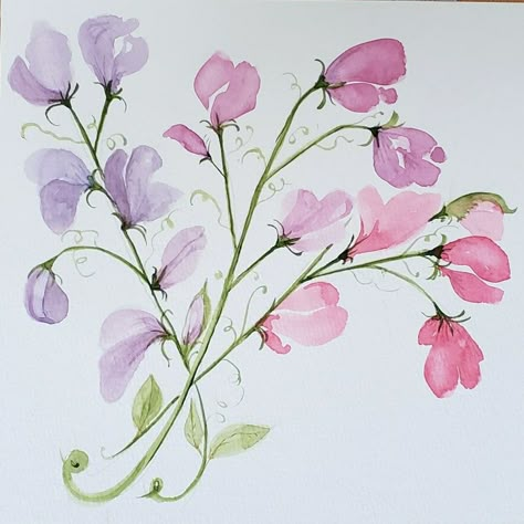 Watercolour Sweet Pea, Sweet Pea Drawing Simple, Watercolor Sweet Peas, Sweet Pea Flowers Drawing, Sweet Pea Watercolor, Sweet William Flowers, Diy Large Wall Art, Miniature Watercolor, Complex Art