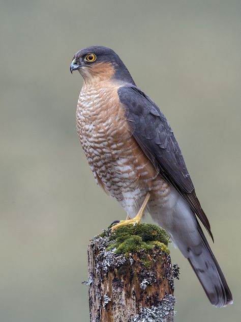 Sparrow-hawk Male by Jamie MacArthur on Flickr Hawk Reference, Hawk Bird Photography, Hawk Bird Aesthetic, Sparrow Hawk, Hawk Photos, Hawk Eye, Sparrowhawk, Eurasian Sparrowhawk, Animal Tarot