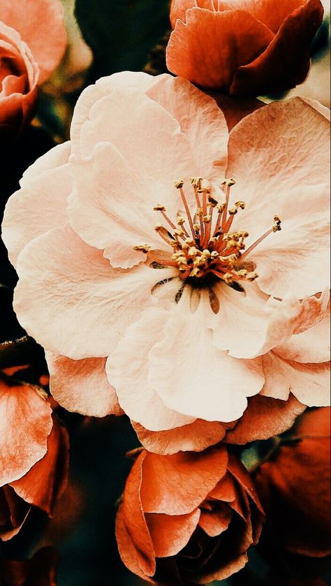 Dhalia Aesthetic Wallpaper, Flowers Photography Aesthetic, Minimal Aesthetic Instagram, Editorial Editing, Insta Backgrounds, Filter Photography, Bed Of Flowers, Books And Flowers, App Filter