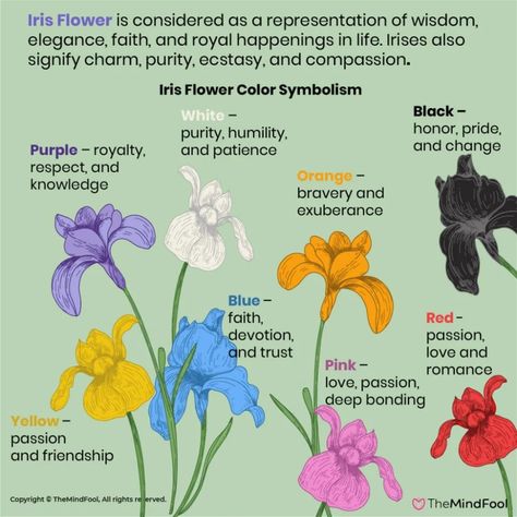 A Complete Guide to Iris Flower Meaning and Symbolism | TheMindFool Witchy Notes, Iris Meaning, Plant Symbolism, Iris Varieties, God Motivation, Purple Iris Flowers, Awakening Soul, Iris Tattoo, Color Symbolism