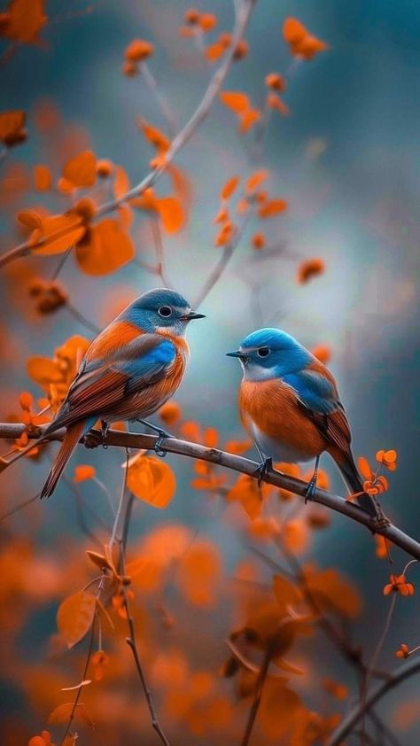 Nature Photography Animals, Birds Photography Nature, Beautiful Angels Pictures, Flowers Photography Wallpaper, Desktop Wallpapers Backgrounds, Art Gallery Wallpaper, Stunning Wallpapers, Bird Pictures