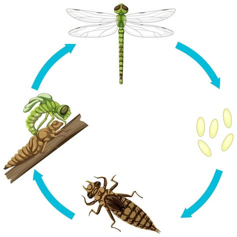 Dragon Fly Life Cycle, Life Cycle Of Animals, Dragonfly Life Cycle, Free Cv Template Word, Bubble Wrap Art, Insect Life Cycle, Nature Cartoon, Bee Life Cycle, Animal Life Cycles