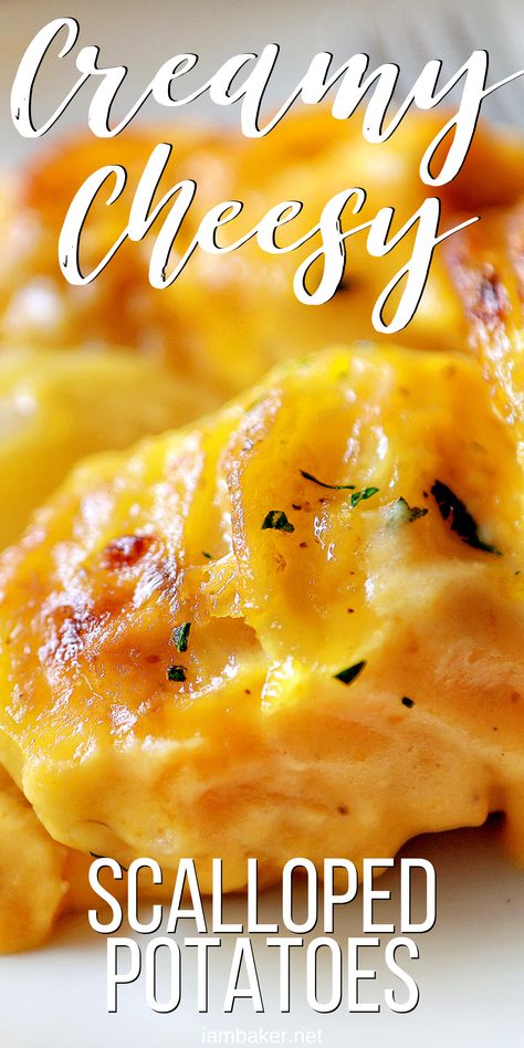 The best Cheesy Scalloped Potato Recipe EVER! #scallopedpotatoes #augratin #cheesypotatoes #potatoes #sidedish #holidaymenu #thanksgiving #christmas #iambaker Homemade Cheesy Scalloped Potatoes, Best Cheesy Scalloped Potatoes Recipe, Scalloped Russet Potatoes, Potatoes For Large Crowd, Easy Augratin Potatoes, Recipes For Scalloped Potatoes, Cheesy Potatoes Scalloped, Potato Scallops Recipe, Cheese Augratin Potatoes Recipe