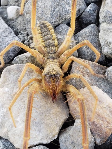 camel spider Spider Exoskeleton, Buggies Birds, Desert Spider, Desert Insects, Camel Spider, Giant Spiders, Huge Spiders, Spider Species, Wolf Spider