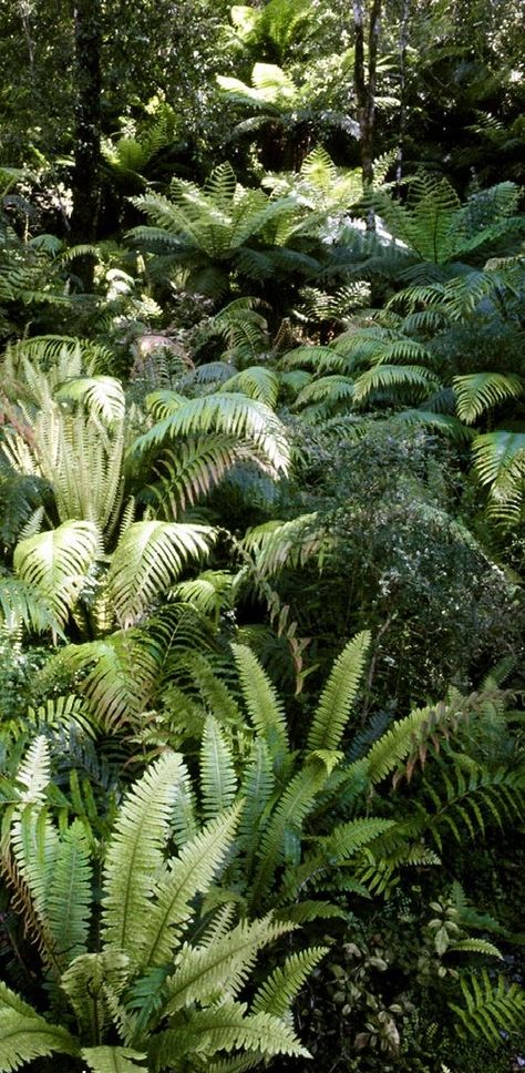 New Zealand Native Plants, Nz Plants, Nz Garden, Native Plant Landscape, Fern Garden, Plant Landscape, Landscape Design Drawings, Ferns Garden, Beautiful New Zealand