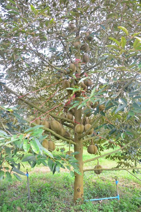 Durian Tree, Fruit Bearing Trees, Vegetables Garden, Plant Parent, Fruit Tree, Fruit Plants, Garden Trees, Fruit Trees, Vegetable Garden