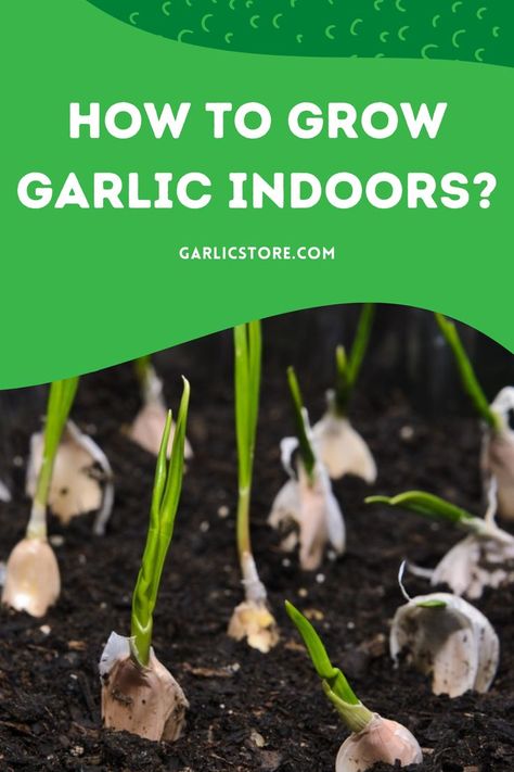 how-to-grow-garlic-indoors Garlic Plants, Grow Garlic Indoors, Growing Herbs In Pots, Herbs In Pots, Vegetables In Pots, Grow Garlic, Growing Vegetables In Pots, Indoor Vegetables, Planting Garlic