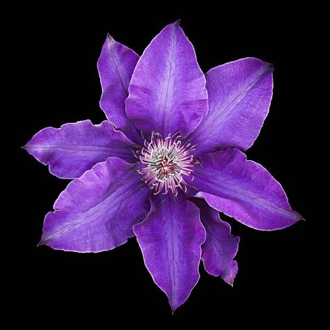 Clematis Stock Pictures, Royalty-free Photos & Images Mood Board Pics, Colored Pencil Drawing Techniques, Purple Flowers Garden, Home Background, Purple Clematis, Flowers Black Background, Glowing Flowers, Clematis Flower, Purple Vibe