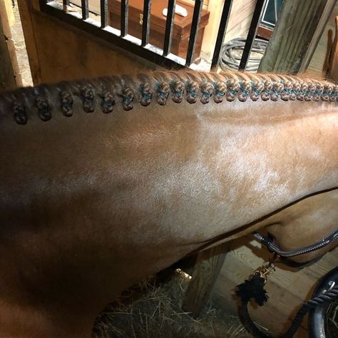 Hunter Braids Horse, Hunter Braids, Green Braids, Hunter Horse, Horse Braiding, Hunter Jumper, Grooming Tips, Inspo Board, Show Horses