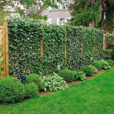 climbing plant privacy fence | 20 Green Fence Designs, Plants to Beautify Garden Design and Yard ... Structure Photography, Privacy Fence Landscaping, Green Fence, Privacy Plants, Living Fence, Privacy Landscaping, Garden Privacy, Backyard Privacy, Garden Vines