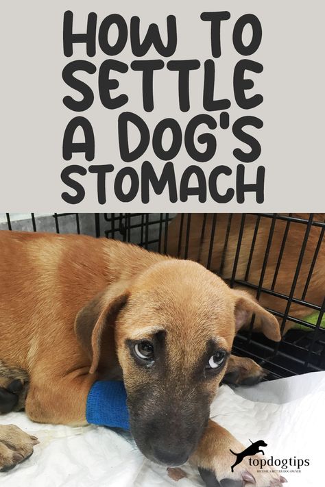 A dog's upset stomach can stem from many causes, from dietary indiscretion to stress. 🐶🌀 While severe cases should always be seen by a vet, are there gentle ways you can help settle your dog's stomach at home? Discover soothing remedies and tips in our guide to calming your dog's upset tummy! 📘🌿 Dog Tummy Ache Remedy, Pumpkin For Dogs Upset Stomach, Upset Stomach Remedy For Dogs, Dog Upset Stomach Remedies, Sick Dog Remedies, Upset Stomach Remedy, Upset Stomach Food, Stomach Bacteria, Dog Upset Stomach