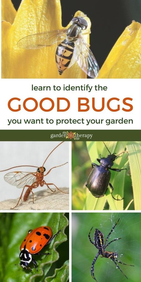 These beneficial insects will keep harmful pests out of your garden and help your plants thrive! Here are four bugs that you'll want in your garden. #gardentherapy #backyardhabitat #beneficialinsects Garden Therapy, Garden Bugs, Attracting Beneficial Insects, Garden Insects, Natural Pest Control, Garden Pest Control, Insect Pest, Wildlife Gardening, Organic Garden