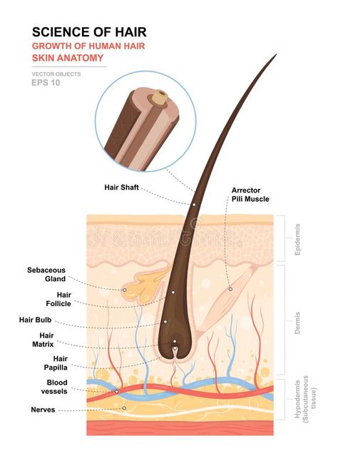 Anatomical training poster. Growth and structure of human hair. Skin and hair an #Sponsored , #PAID, #Affiliate, #training, #Growth, #hair, #poster Hair Anatomy, Human Body Projects, Medical Vector, Skin Anatomy, Skincare Science, Electrolysis Hair Removal, Hair Science, Hair Facts, Integumentary System