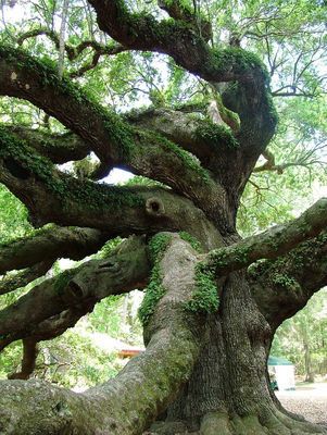 The Southeast's oldest living organism Angel Oak Tree, Angel Oak Trees, Gacha Background, Weird Trees, Angel Oak, Amazing Trees, Magical Tree, Witch Garden, Old Oak Tree