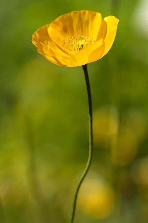 Flowers For Friends, Flower Person, Bday Flowers, 2023 Illustration, Flower Symbolism, Yellow Poppies, Yellow Poppy, Individual Flowers, Sweet Flowers