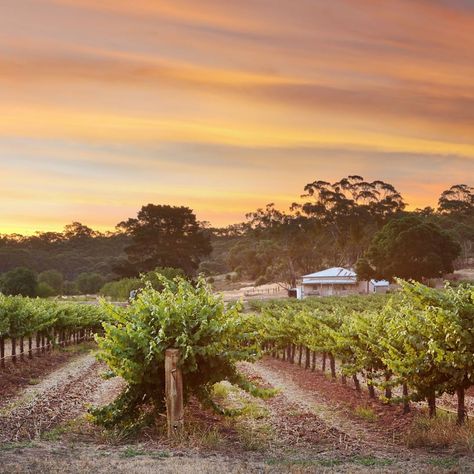 116 Likes, 10 Comments - Pamela Inverarity (@pamelainverarity) on Instagram: “The sunset was pretty nice last night. Clare Valley. . #clarevalleysa #clarevalley #vineyard…” Australian Landscapes, Unique Airbnb, Clare Valley, South Australia, Wine Country, The Sunset, Last Night, Landscape Photography, Country Roads