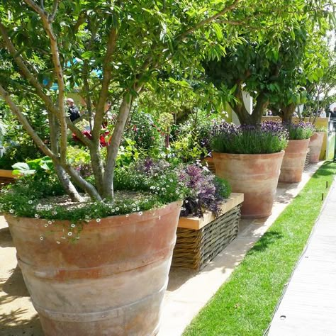 Pots In Garden Ideas, Trees In Large Pots, Large Terracotta Pots Garden, Terracotta Pot Garden Ideas, Large Patio Pots Outdoor Planters, Large Outdoor Potted Plants, Terra Cotta Pots Garden Patio, Patio Plant Pots, Plants In Terracotta Pots