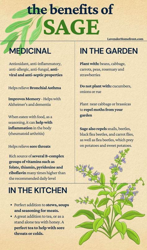 Benefits Of Sage, Sage Benefits, Medicinal Herbs Garden, Medical Herbs, Magia Das Ervas, Magic Herbs, Herbal Apothecary, Healing Plants, Herbal Healing