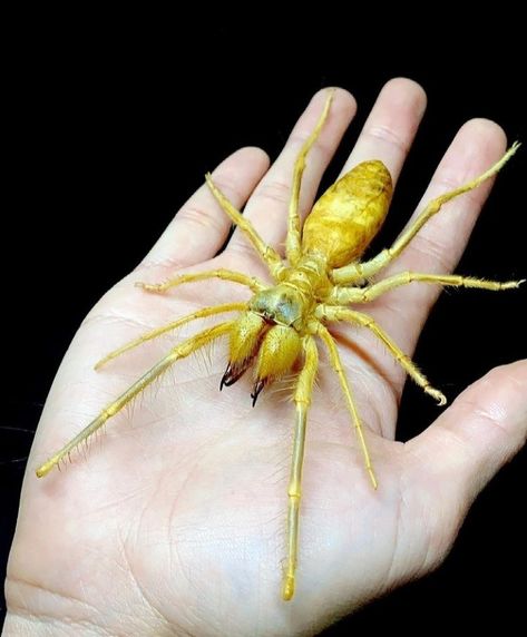 Camel Spider, Venomous Spiders, Spider Venom, Arachnids, Wasp, All Animals, Creature Design, Spiders, Bugs