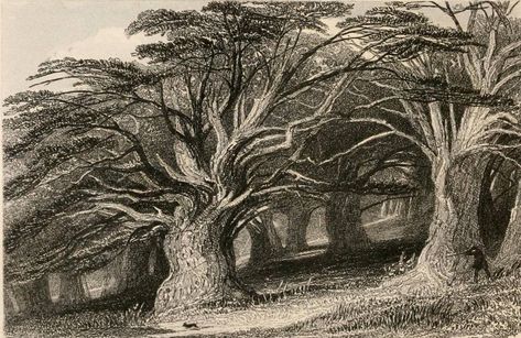 Druids' Grove, by Thomas Allom Ancient Yew Tree, Drawing Apple, Yew Tree, Sacred Tree, Evergreen Plants, Tree Illustration, Tree Drawing, Post Impressionists, Ancient Cultures