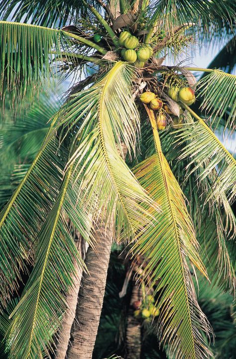 What Kind of Plants Go With Palm Trees? | Hunker Plants Around Palm Trees, Welch Grape Juice, Olive Oil Hair Mask, Coconut Milk Drink, Cooking Substitutes, Uses For Coconut Oil, Coconut Oil Benefits, Hair Doos, Best Coconut Oil