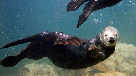 It's the First Day of Sea Otter Awareness Week 2015! Otters Reference, Otters Underwater, Sea Otter Pfp, Otter Underwater, Sea Otters Holding Hands, James Monroe, Sea Otter Swimming, Otter Pops, Sea Otter Swimming Underwater