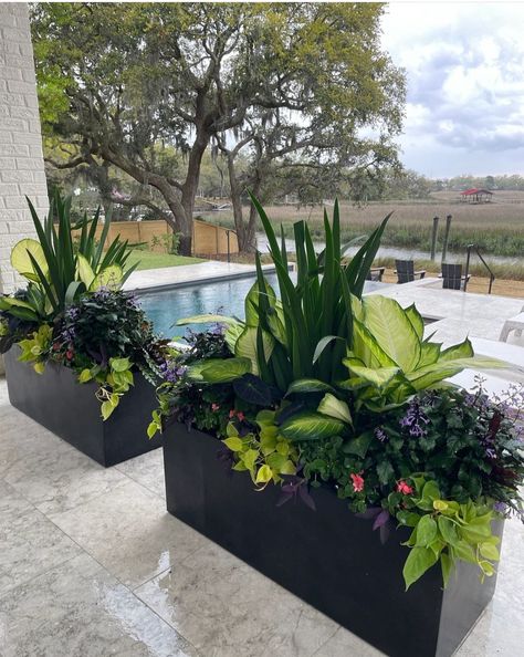 Plants For Planter Boxes Front Porches, Rectangle Planters Outdoor Ideas, Long Planter Ideas Outdoor, Planter Boxes Around Pool, Pool Deck Planters, Rectangular Planter Ideas, Patio Pots Ideas Planters, Deck Planter Ideas, Potted Plants Around Pool