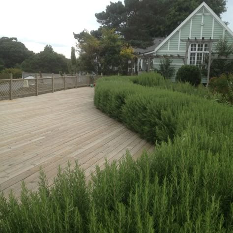 Rosemary hedge used as backdrop to timber decking. Botanical gardens, Isle of Wight. Tuscan Blue Rosemary Hedge, Rosemary Garden Ideas, Rosemary Hedge, Rosemary Growing, Rosemary Garden, Easy Backyard Diy, Tattoo Plant, Garden Hedges, Tuscan Garden