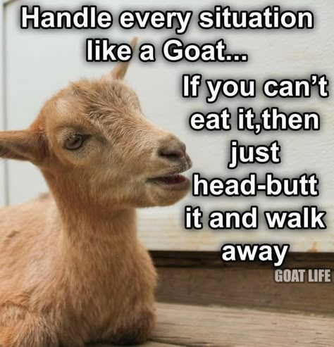 Goat Quotes, Goat Quote, Livestock Quotes, Farm Jokes, Farm Humor, Funny Goat, Goats Funny, Funny Farm, Corny Jokes