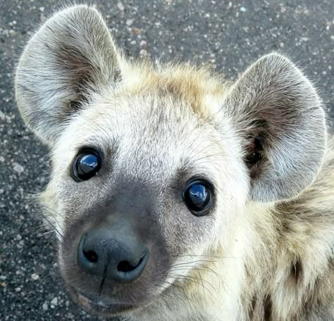 African Wild Dog, Animal Study, Cool Animals, Animal Reference, Pretty Animals, Animal References, Wild Dogs, Favorite Animals, Silly Animals