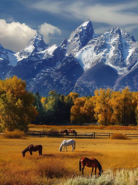 Horses Grazing, Mountain Landscape Photography, Fall Pics, Olivia De Havilland, Beautiful Landscape Photography, Jackson Hole Wyoming, Happy Morning, Fall Pictures, Jackson Hole