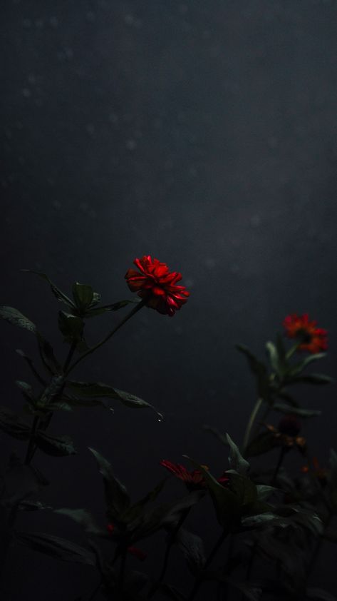 Dark Flower Aesthetic, Red Flower Wallpaper, Flowers Photography Beautiful, Flowers Photography Wallpaper, Flower Wallpapers, Lovely Flowers Wallpaper, Book Flowers, Dark Flowers, Flowers Wallpapers