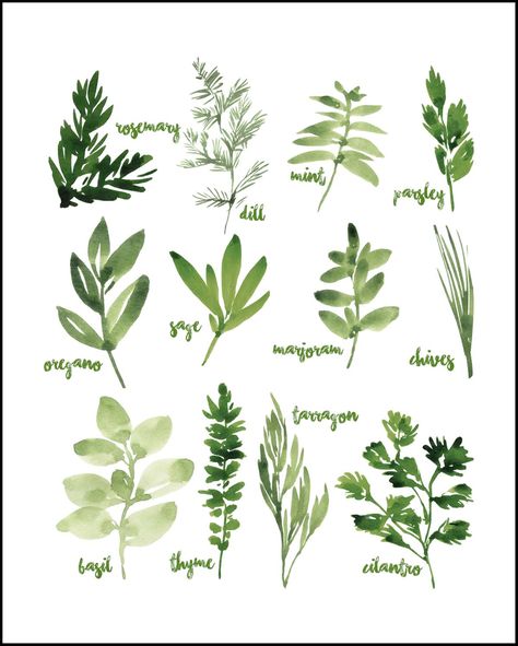 Herbs Image, Easy Kitchen Decor, Herbs Illustration, Vintage Film Photography, Watercolor Herbs, Herb Art, Herb Prints, Wall Art Idea, Herb Wall