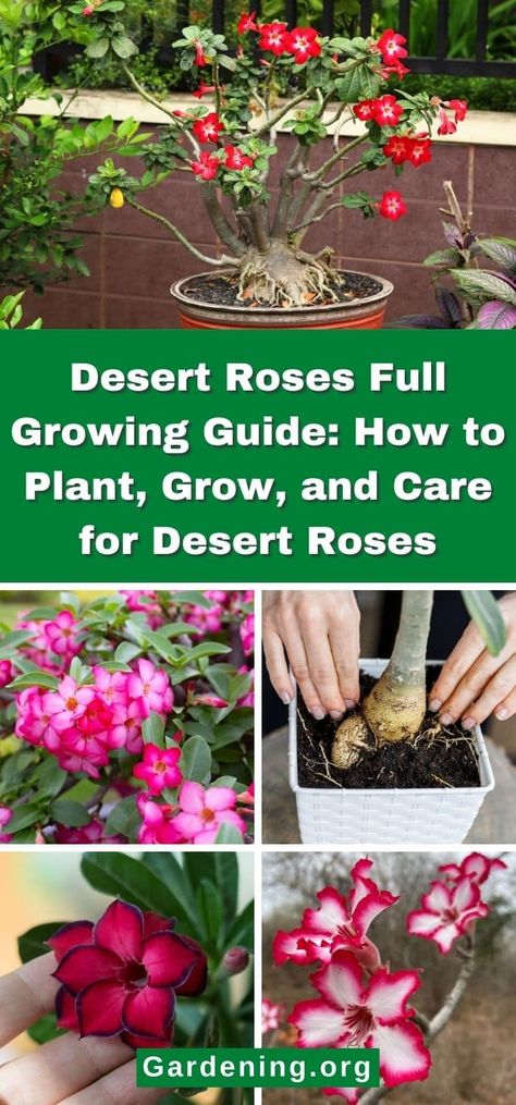 Desert Roses Full Growing Guide: How to Plant, Grow, and Care for Desert Roses How To Care For Desert Rose Plant, Dessert Rose Plant, Desert Rose Care, Diy Fertilizer, Tropical Backyard Landscaping, Special Plants, Dessert Rose, Rose Plant Care, Dream Condo