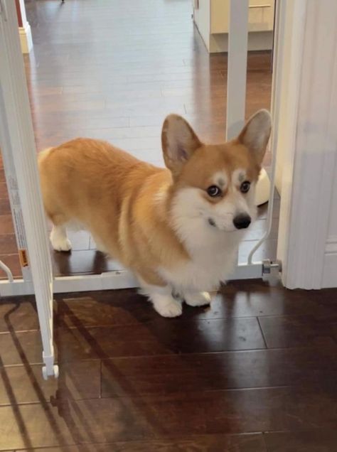 Fat Corgi, Baby Corgi, Cute Corgi Puppy, Corgi Pictures, Corgi Pembroke, Corgi Funny, Corgi Butts, Really Cute Dogs, Corgi Puppy