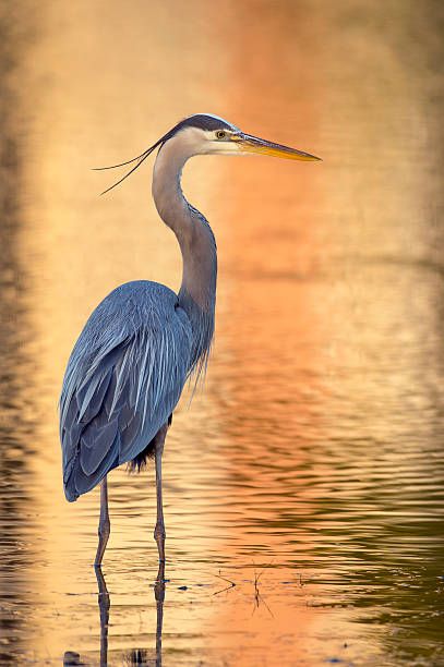 19,071 Great Blue Heron Stock Photos, Pictures & Royalty-Free Images - iStock Heron Photography, Heron Illustration, Merlin Bird, Heron Tattoo, Heron Photo, Where The Crawdads Sing, Heron Art, Common Birds, Great Blue Heron