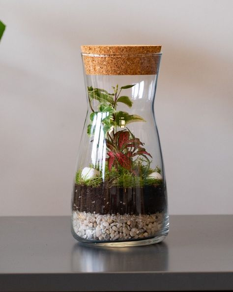 Meet our Porto DIY Terrarium Kit—a tiny wonder packed with charm! 🌱 Perfectly designed to fit in any corner or small space, this small bottle terrarium is great for desks, shelves, or even as a thoughtful gift. Everything you need is included, so creating your own lush little world is easy and fun! ✨ 💚 Ready to craft your mini masterpiece? Tap the link in our bio to shop the Porto Kit now and add a touch of nature to your space! #terrarium #terrariumshop #terrariumlove #terrariumsofinstagr... Terrarium Shop, Terrarium Scene, Garden Jungle, Bottle Terrarium, Terrarium Kit, Diy Terrarium Kit, Diy Terrarium, Terrariums Kits, Terrarium Diy